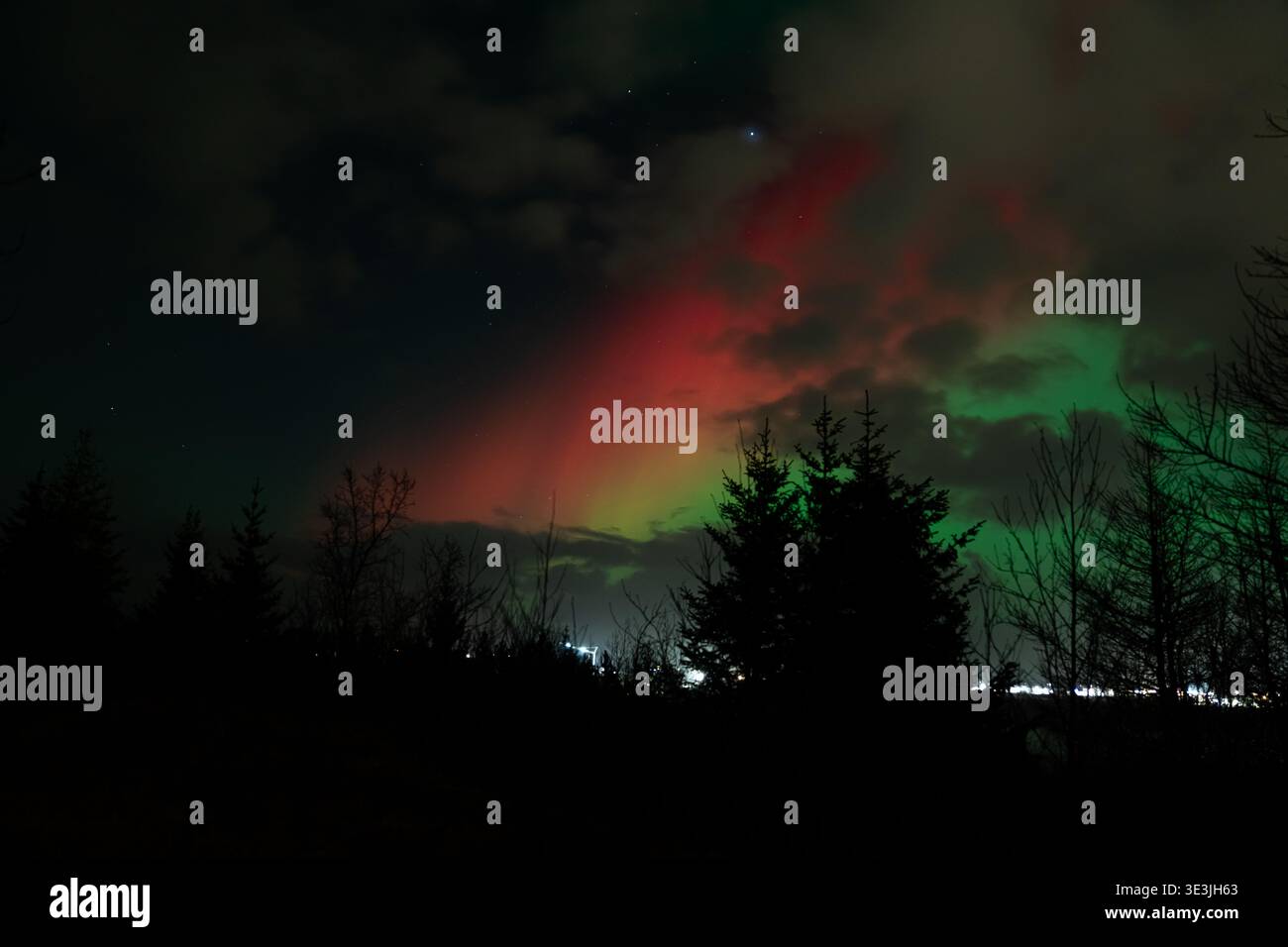 La vista dell'affascinante aurora boreale dipinge il cielo islandese scuro con vivaci tocchi di rosso e verde su alberi sagomati, Selfoss, Islanda. Foto Stock