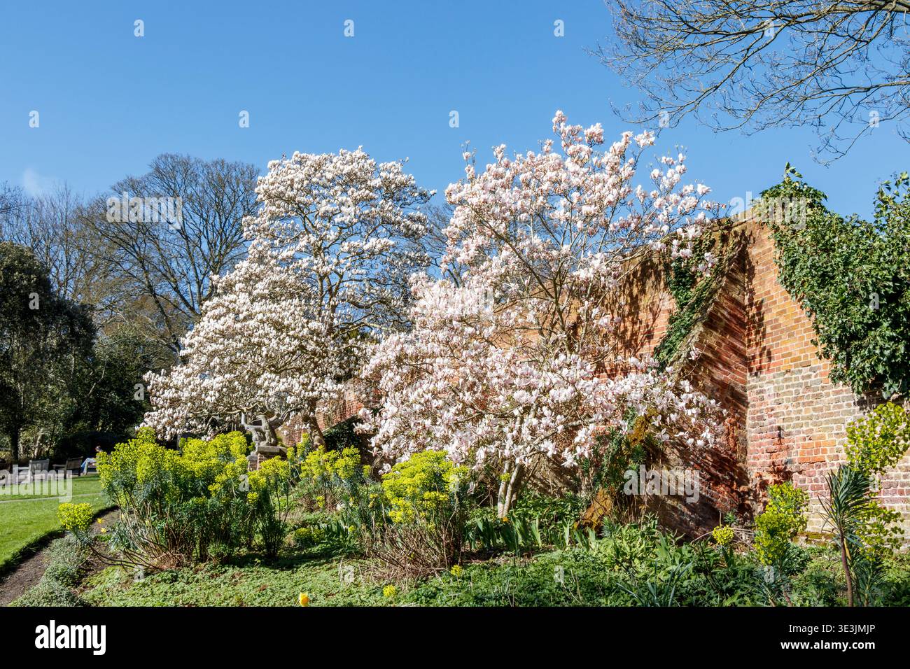 Alberi di Magnolia in fiore a Waterlow Park, Londra, Regno Unito Foto Stock