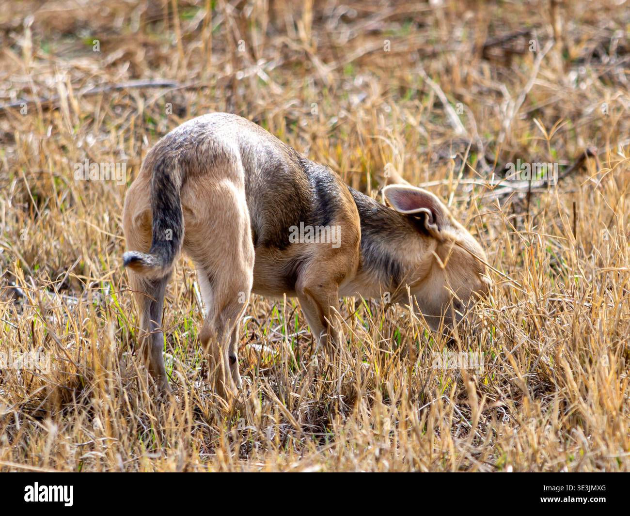 Piccolo cane di razza mista con cappotto marrone chiaro che annusa il terreno all'aperto. Comportamento naturale degli animali domestici che mostra curiosità, esplorazione e istinto animale Foto Stock