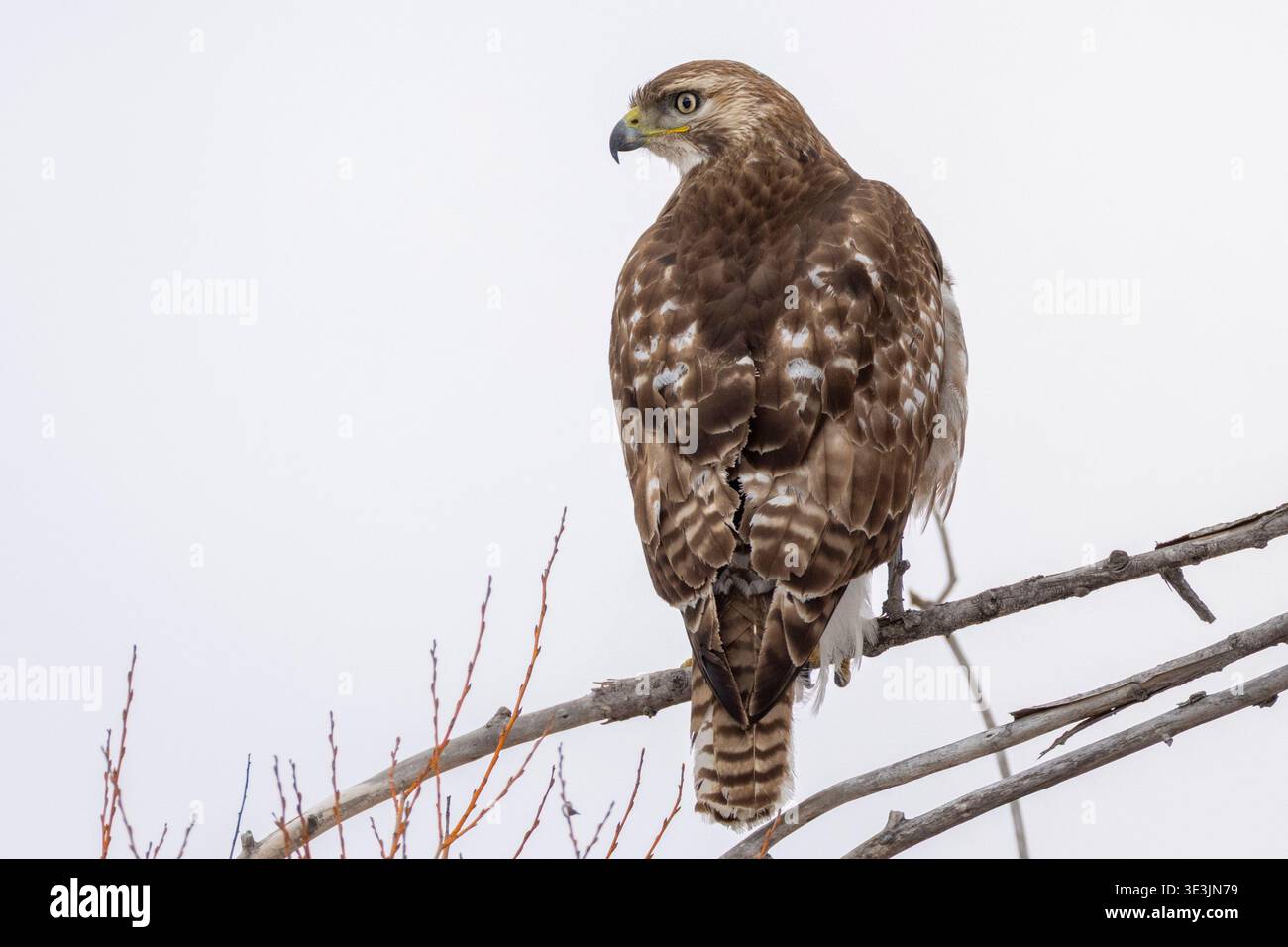 Un falco dalla coda rossa guarda da un persico. Foto Stock