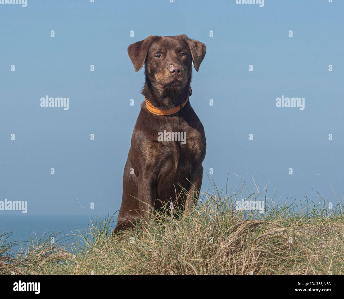 cane spanador incrociato sulla costa Foto Stock