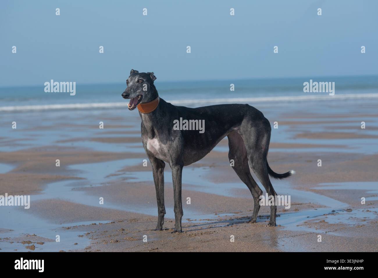 cane da levriero in piedi su una spiaggia Foto Stock
