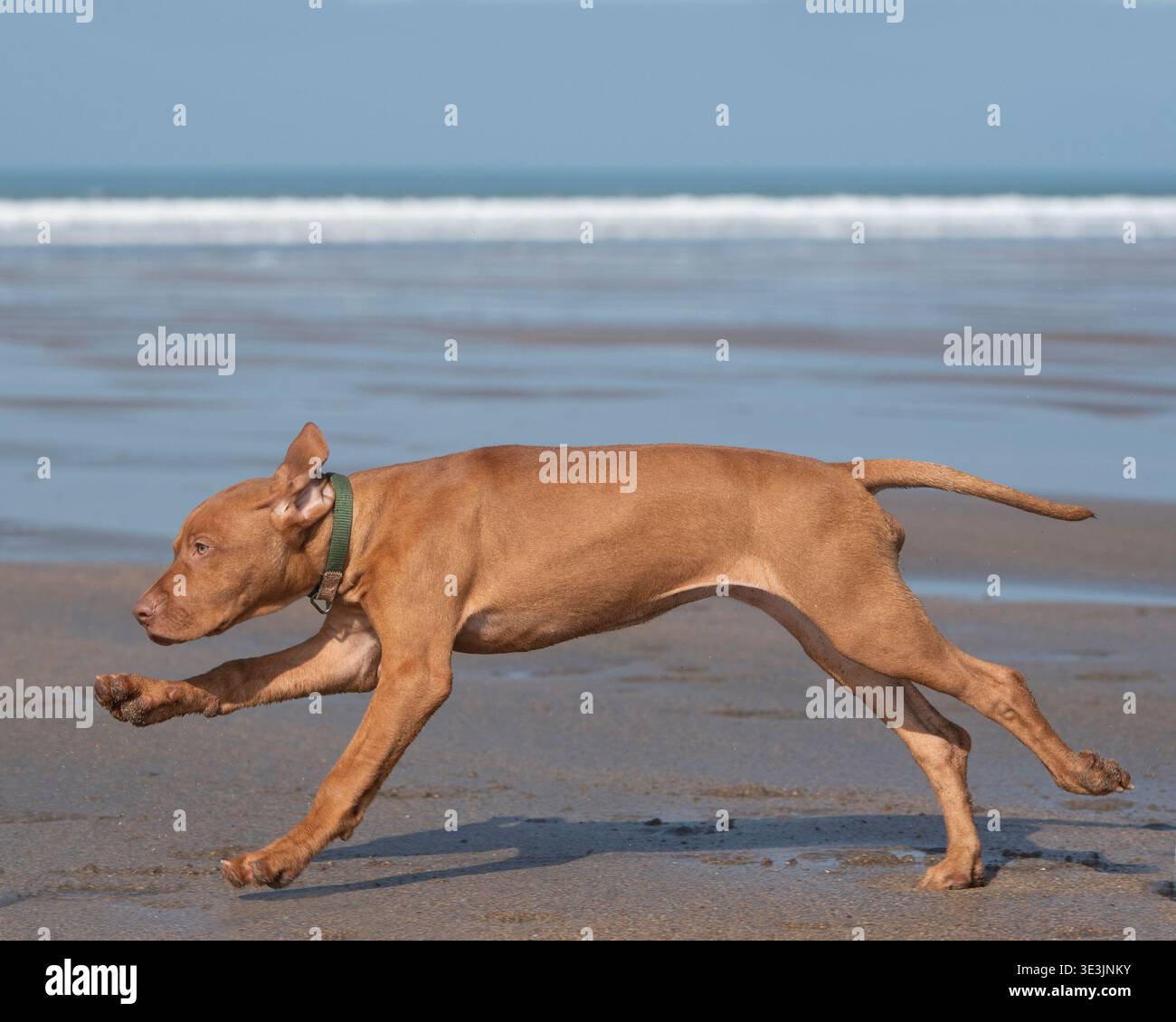 Cucciolo ungherese Vizsla sulla spiaggia Foto Stock