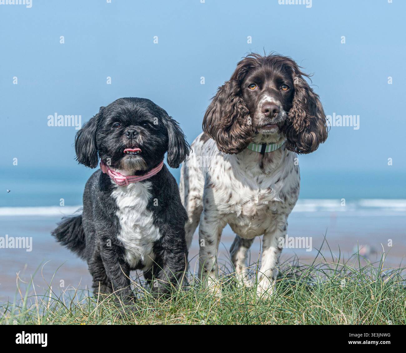 due cani in vacanza in spiaggia Foto Stock