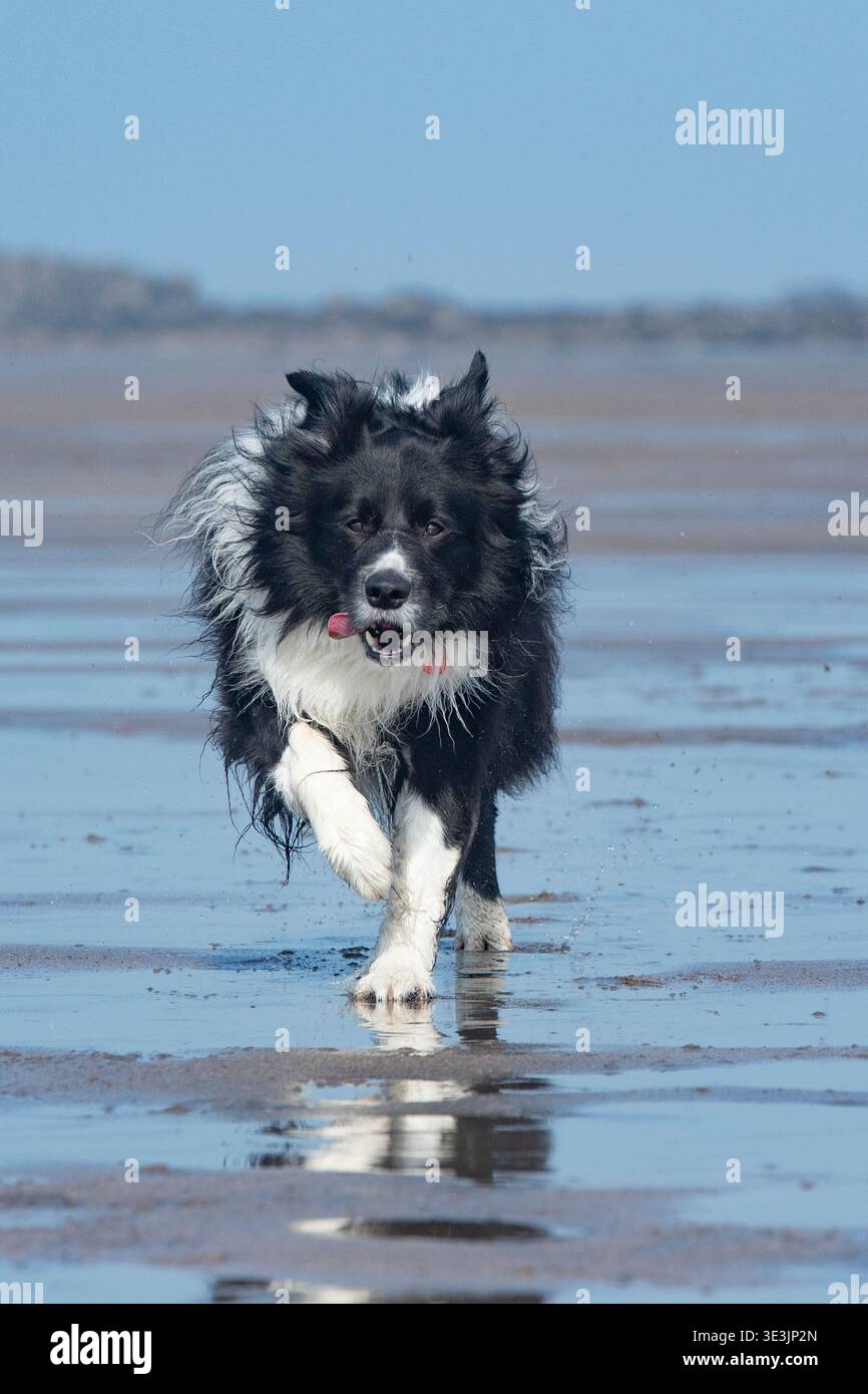 Border Collie corre sulla spiaggia Foto Stock
