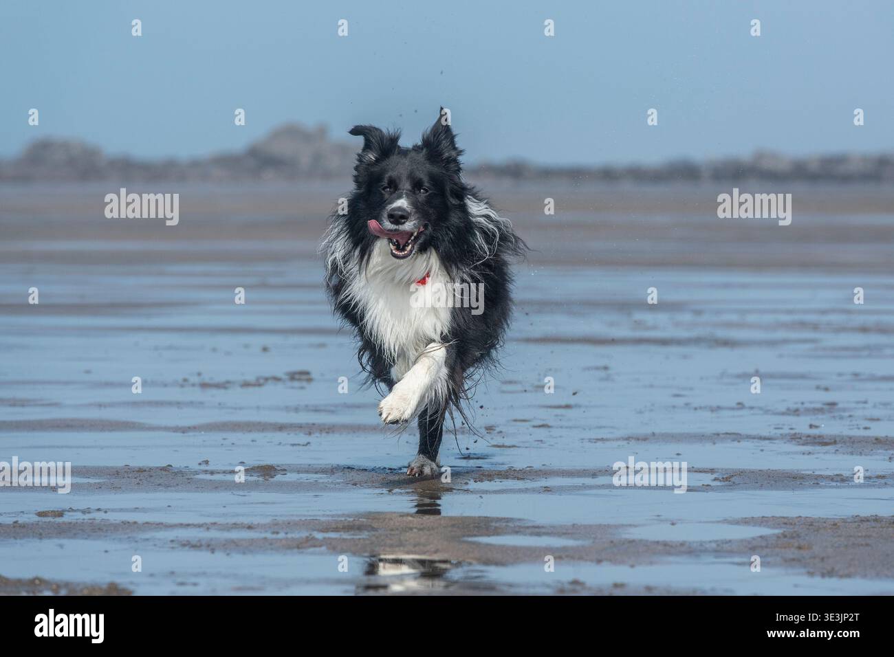 Border Collie corre sulla spiaggia Foto Stock