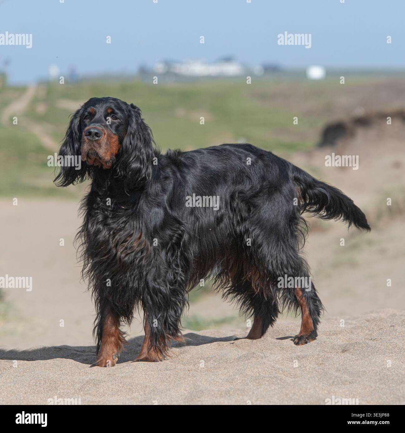 cane di gordon setter in piedi su una spiaggia di sabbia Foto Stock