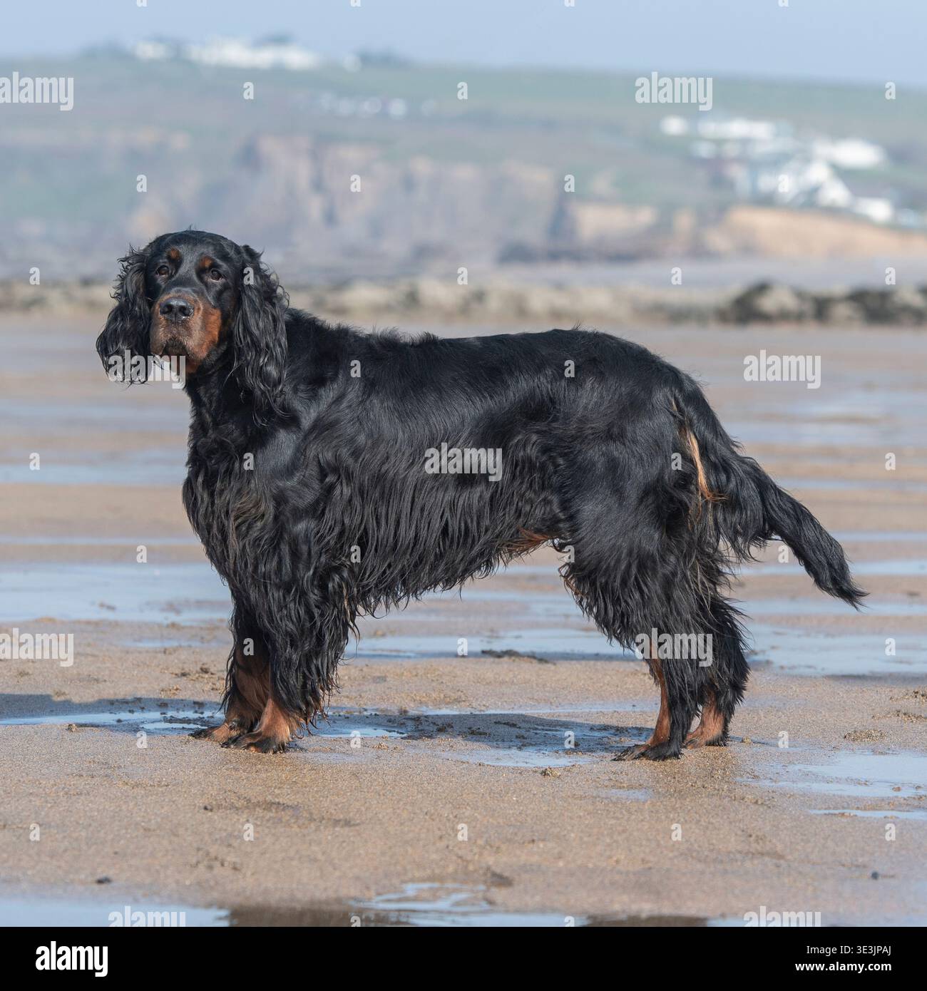 il cane di gordon setter in piedi su una spiaggia Foto Stock