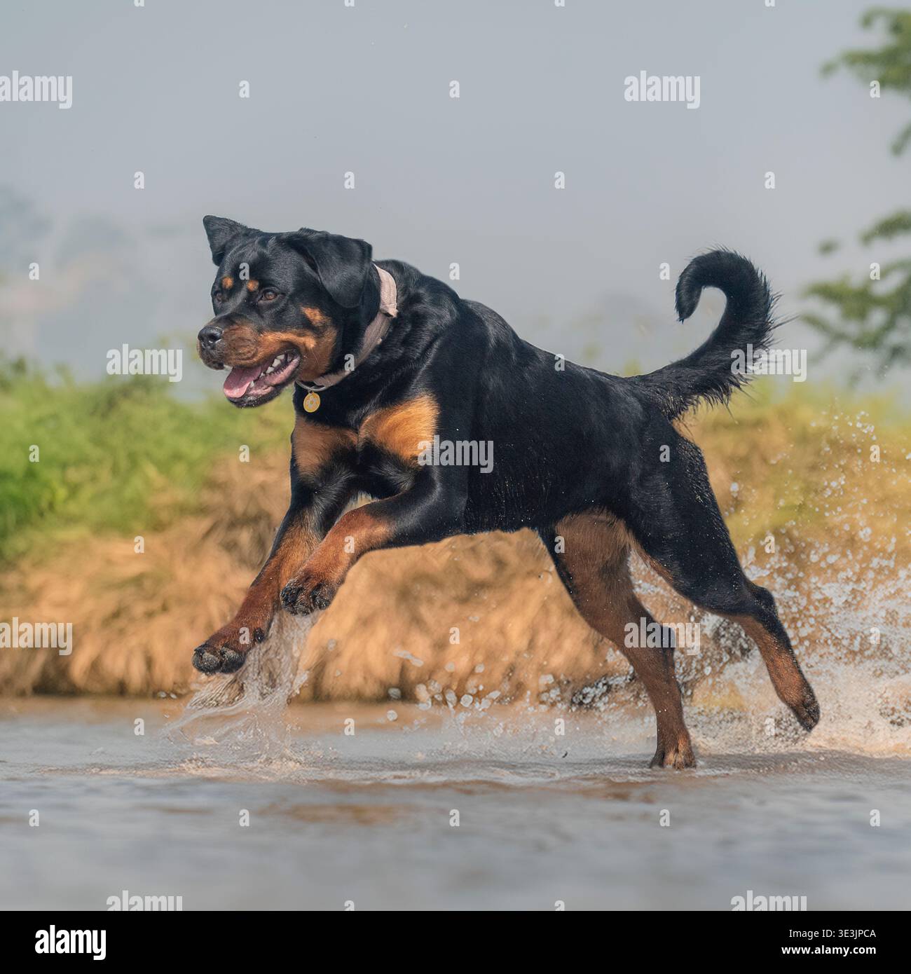 Cane Rottweiler che corre in acqua Foto Stock