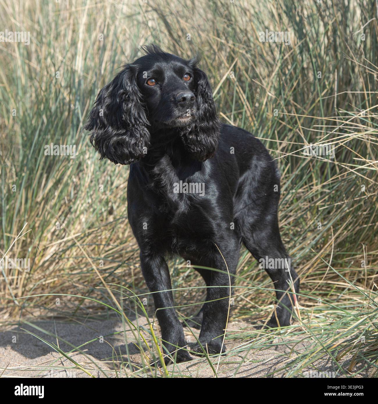 Lavoro nero cocker spaniel cane Foto Stock