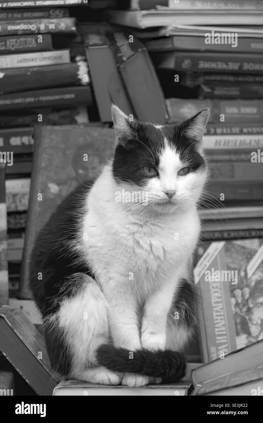 Gatto bianco e nero dall'aspetto scontroso con un occhio cicatrizzato seduto tra pile di libri di letteratura a una fiera del libro Foto Stock
