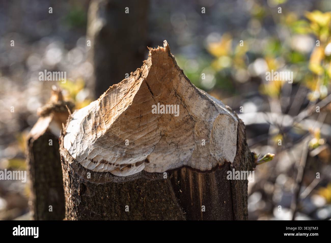 Primo piano di un tronco d'albero gname da un castoro che mostra segni di morsi freschi e consistenza del legno. Danni naturali alla fauna selvatica nell'ambiente forestale che illustrano anim Foto Stock