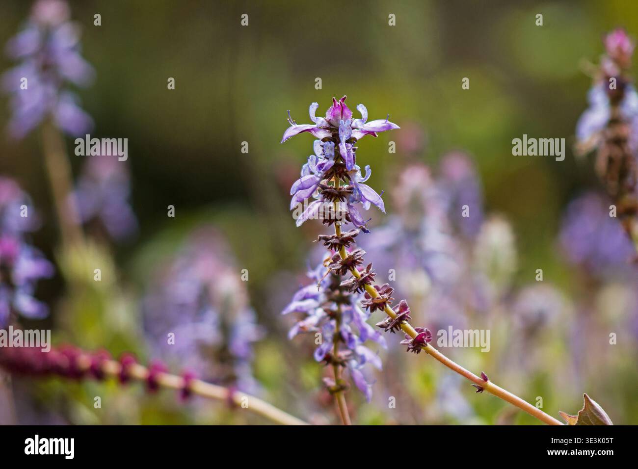 Plectranthus ornatus fiori su sfondo naturale Foto Stock