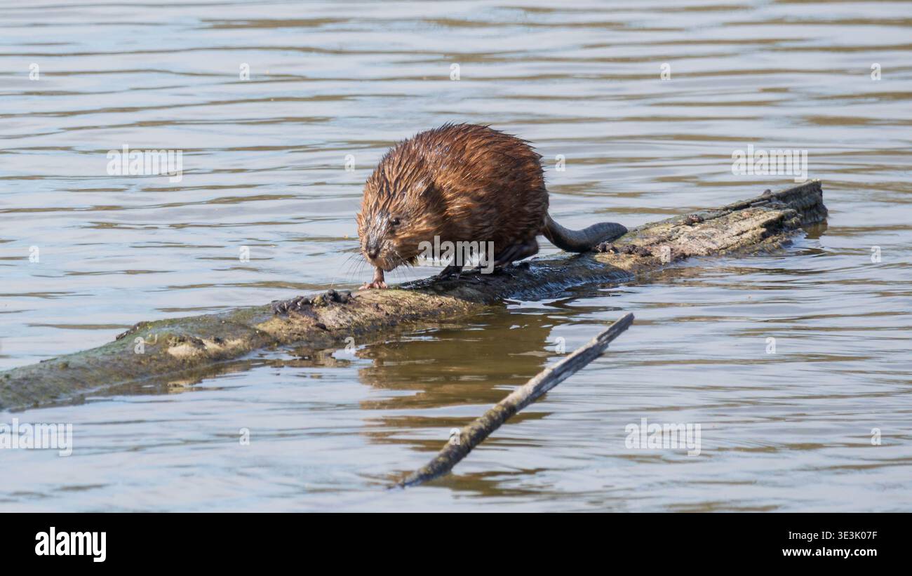 Foto a livello degli occhi di ratto muschiato comune (Ondatra zibethicus) che cammina su un tronco galleggiante in acqua Foto Stock