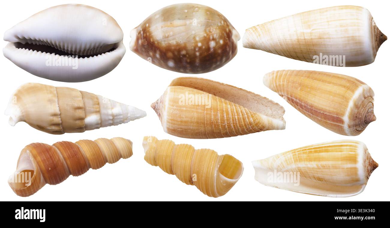 Set di conchiglie di molluschi di auri di mare e lumache a cono, su sfondo bianco Foto Stock