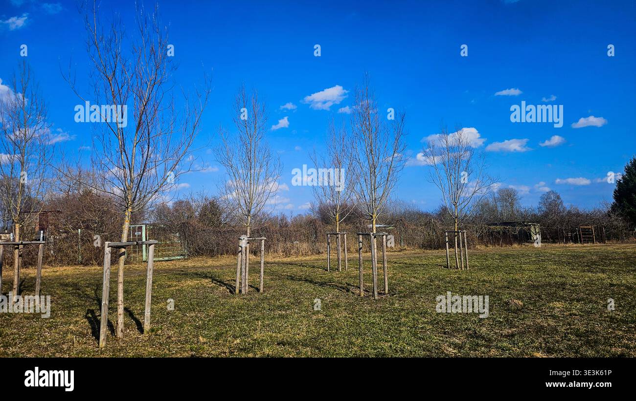 I giovani alberi piantati nel parco in legno supportano il concetto di sostenibilità ambientale - Immagine stock catturata con smartphone