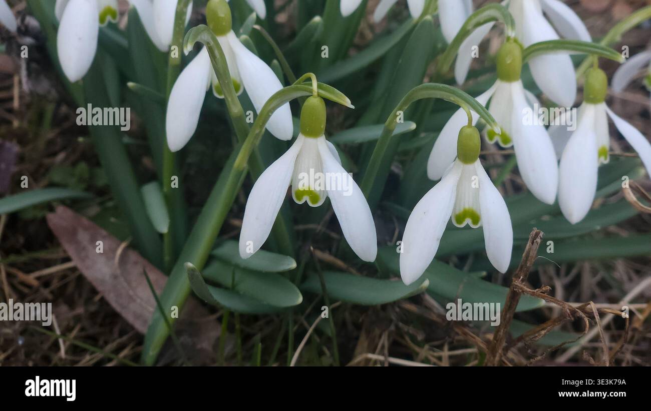 Gocce di neve Galanthus nivalis da vicino nella foresta, all'inizio della primavera fioriscono sullo sfondo naturale - Immagine stock catturata con smartphone