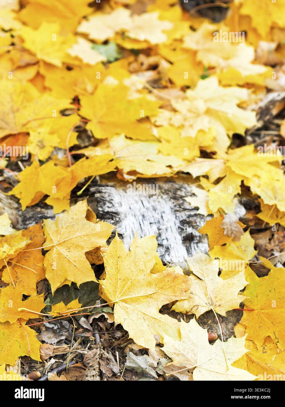 Tronco di albero essiccato e foglie d'acero cadute a distanza ravvicinata il giorno autunnale Foto Stock