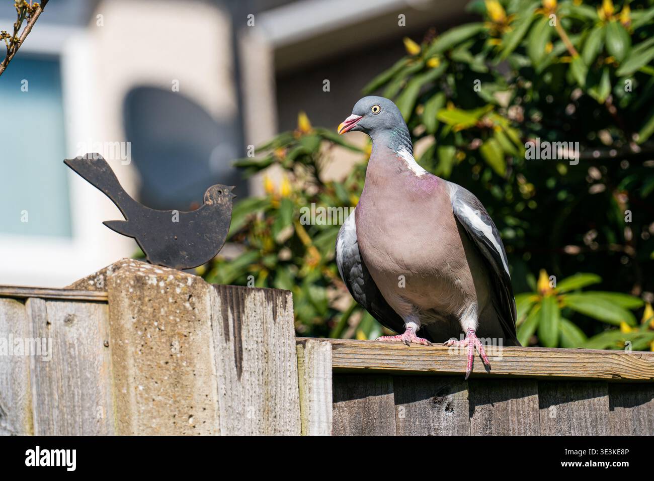Un piccione su una recinzione da giardino Foto Stock
