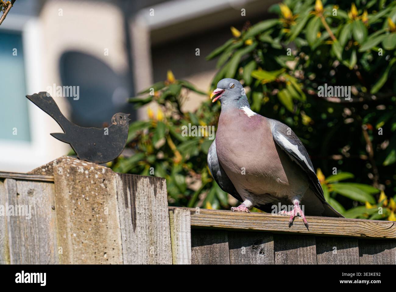 Un piccione su una recinzione da giardino Foto Stock