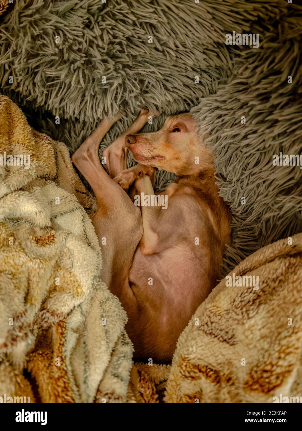Piccolo cucciolo simpatico sdraiato a letto come il suo cucciolo contorto, adorabile e rilassato, allegro riposo del cane, simpatico e intimo primo piano. Divertente momento da cucciolo Foto Stock