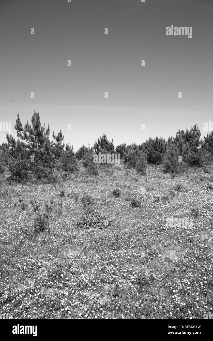 Prato costiero delle dune con i pini bassi e i fiori selvatici sotto il cielo limpido Foto Stock