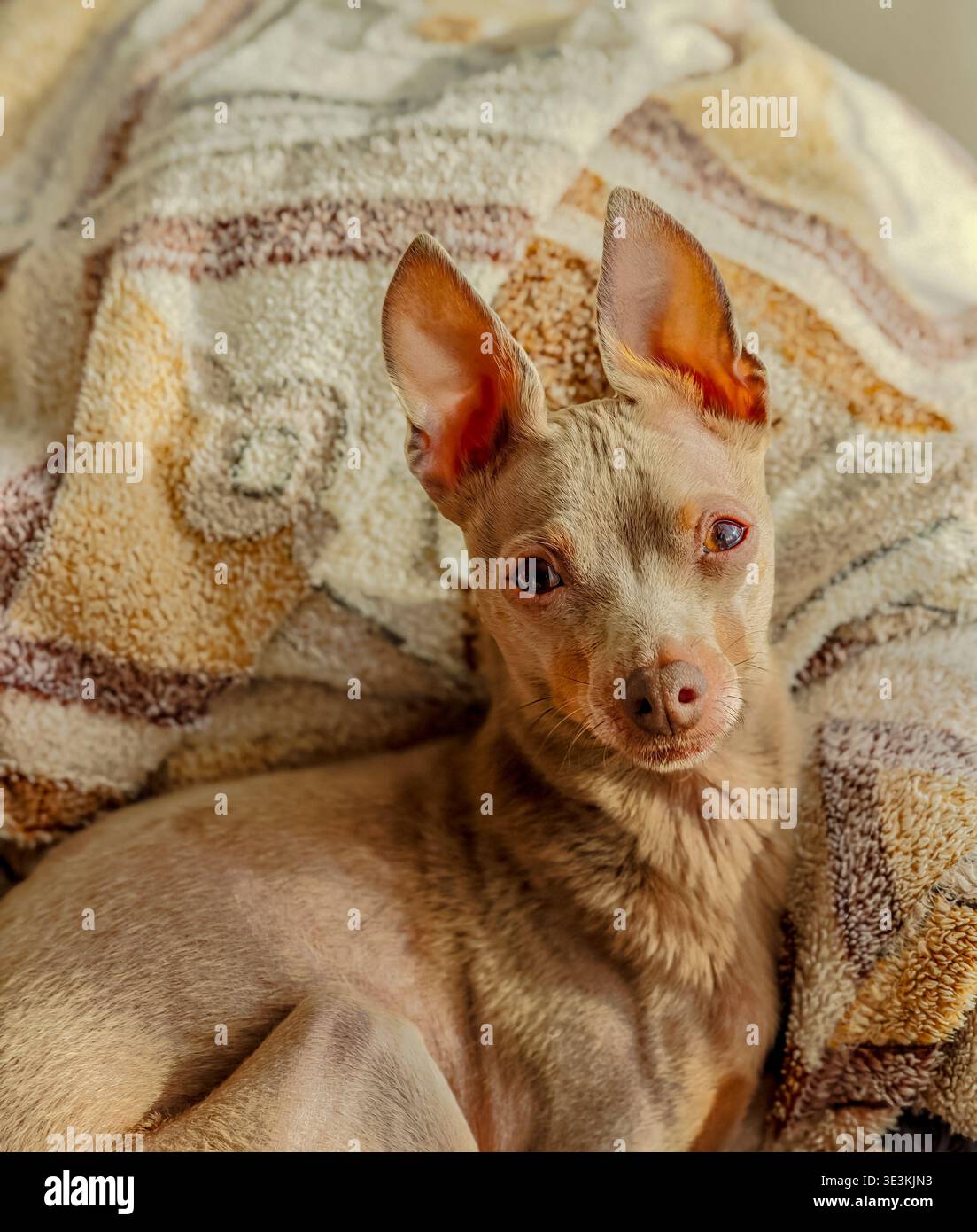 Simpatico piccolo giocattolo marrone-grigio sdraiato nel letto, primo piano sul profilo laterale, adorabile cucciolo riposato, accogliente momento di cucciolo e giocoso ritratto del cane Foto Stock