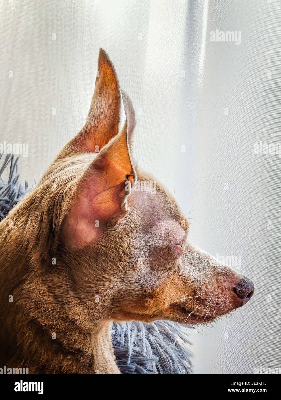 Simpatico piccolo giocattolo marrone-grigio sdraiato nel letto, primo piano sul profilo laterale, adorabile cucciolo riposato, accogliente momento di cucciolo e giocoso ritratto del cane Foto Stock