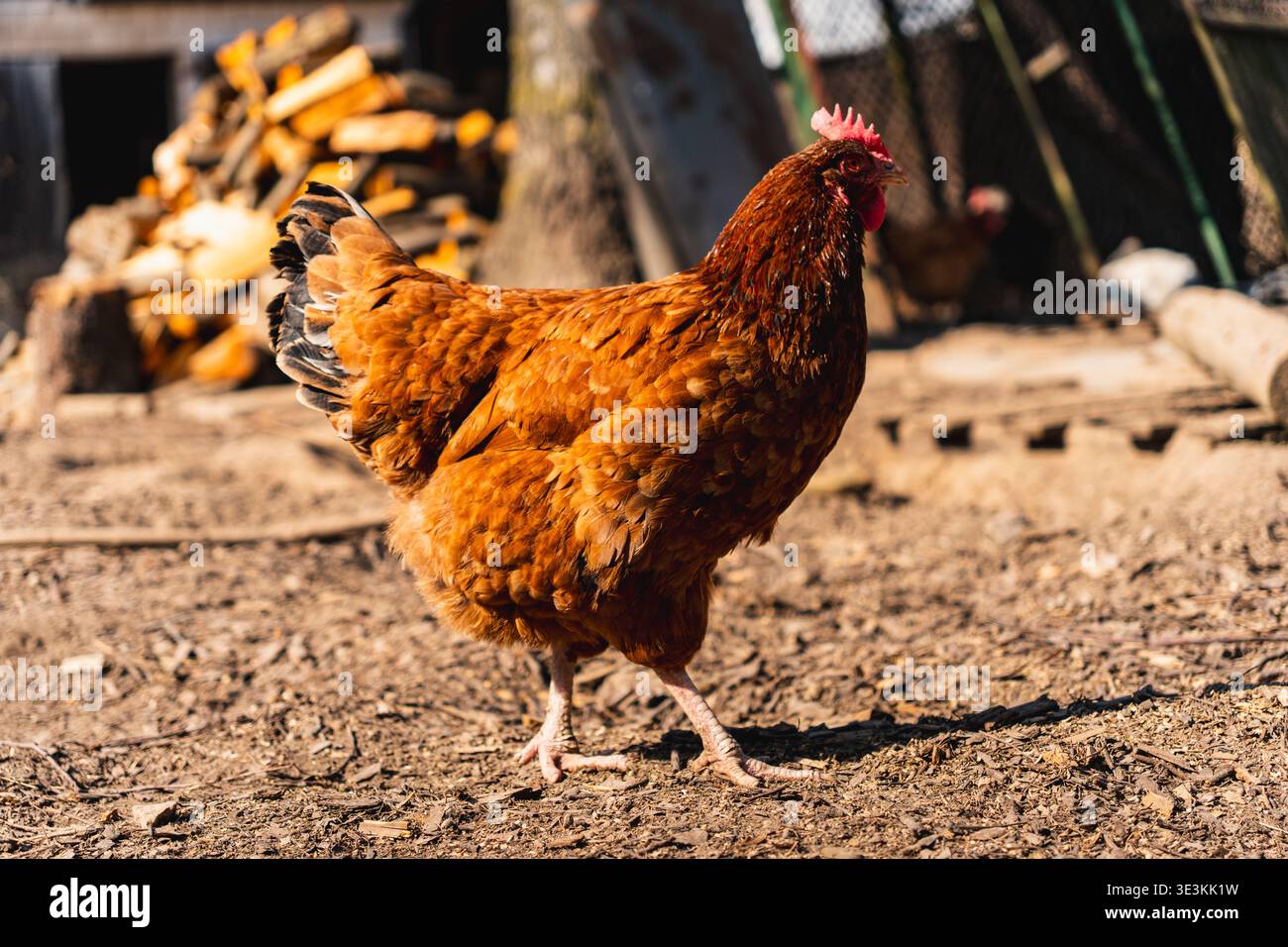 Polli che camminano per il cortile in uno dei villaggi polacchi Foto Stock
