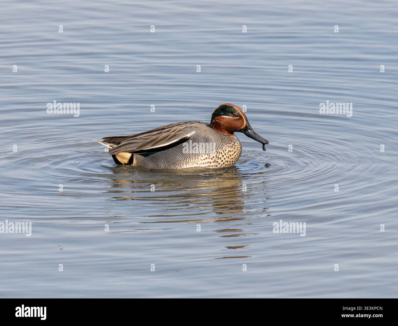 Teal (Anas crecca), un maschio o un'anatra eurasiatica drake che nuota, Inghilterra, Regno Unito Foto Stock