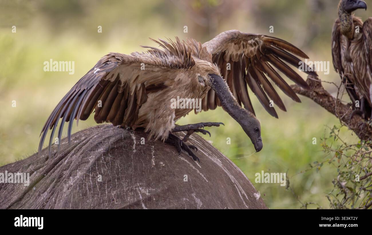 Vista di un avvoltoio arroccato sulla cima di un elefante deceduto, ali allungate su uno sfondo di fogliame verde sfocato, Kruger Park, Mpumalanga, South AFR Foto Stock