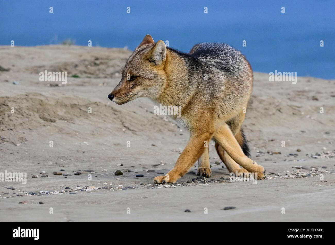 Volpe andina, Lycalopex culpaeus, riserva naturale di Punta Parques, Rada Tilly , Chubut, Patagonia, Argentina. Foto Stock