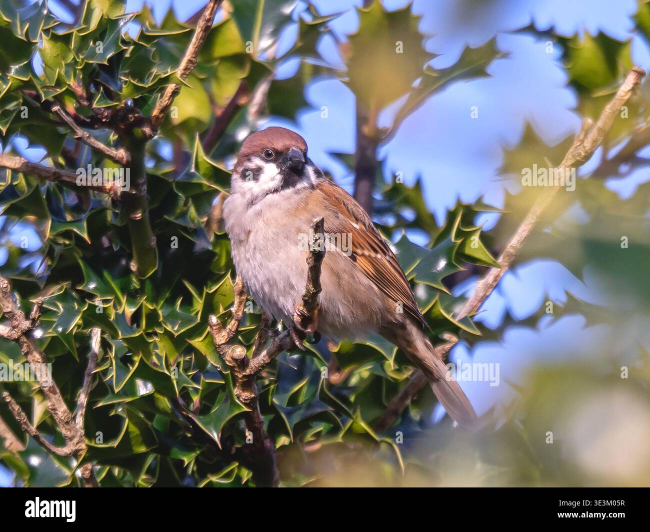 Passero d'albero, Passer montanus, arroccato in un bosco di agrifoglio Foto Stock