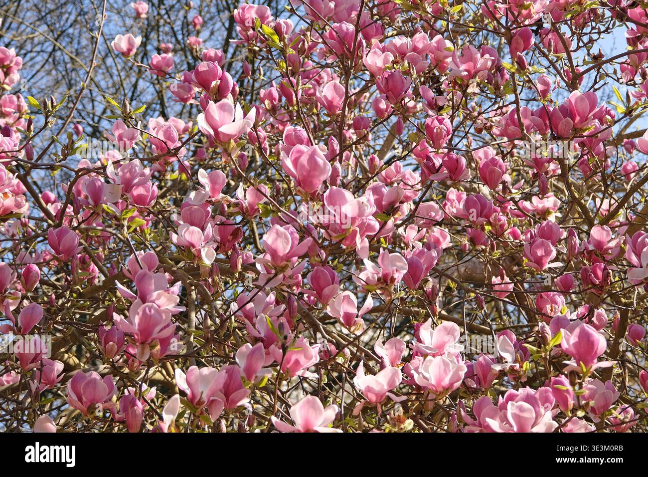Piattino rosa pallido magnolia campbellii «Blumhard», serie soulangeana «Picture», in fiore. Foto Stock
