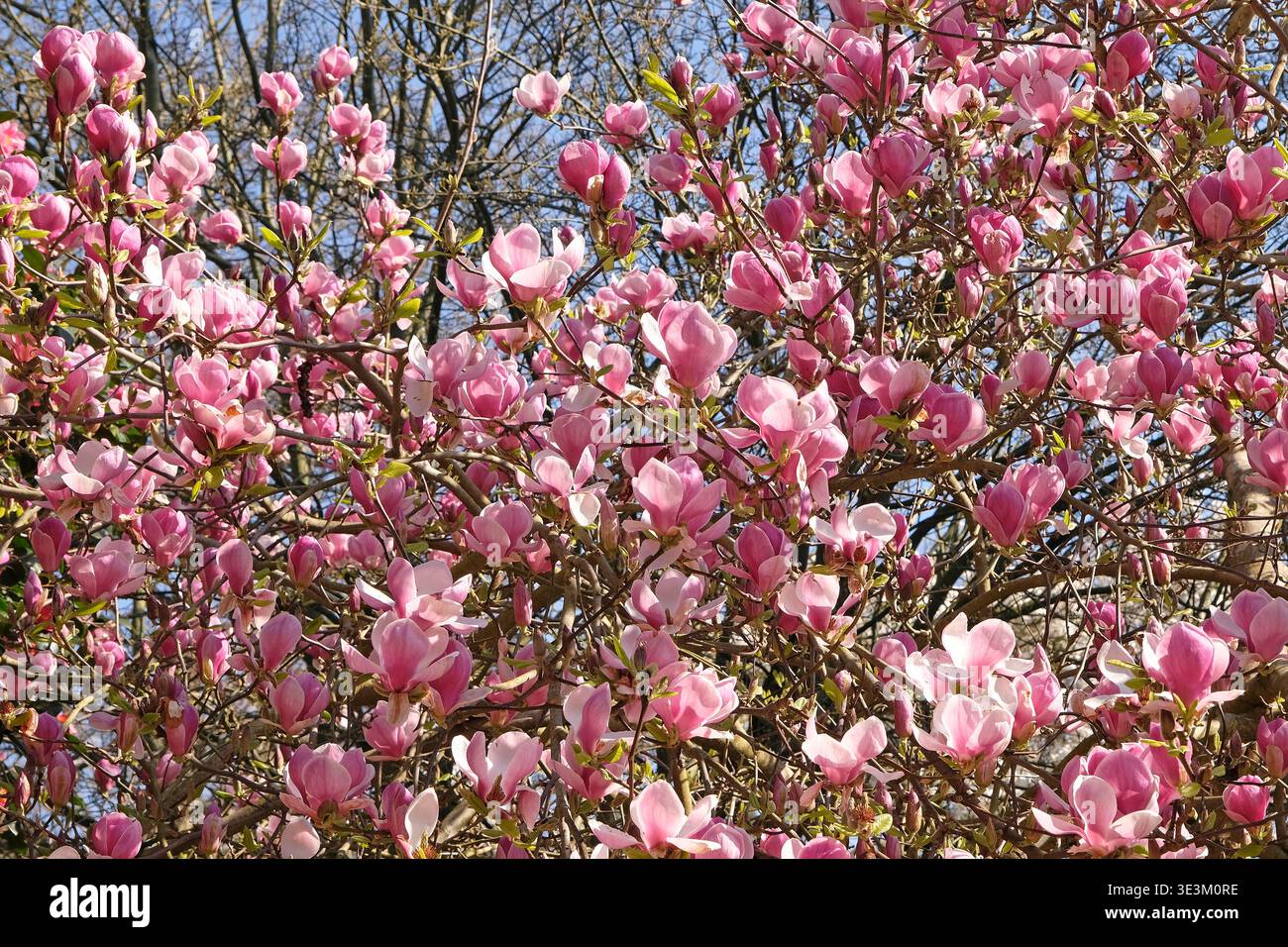 Piattino rosa pallido magnolia campbellii «Blumhard», serie soulangeana «Picture», in fiore. Foto Stock