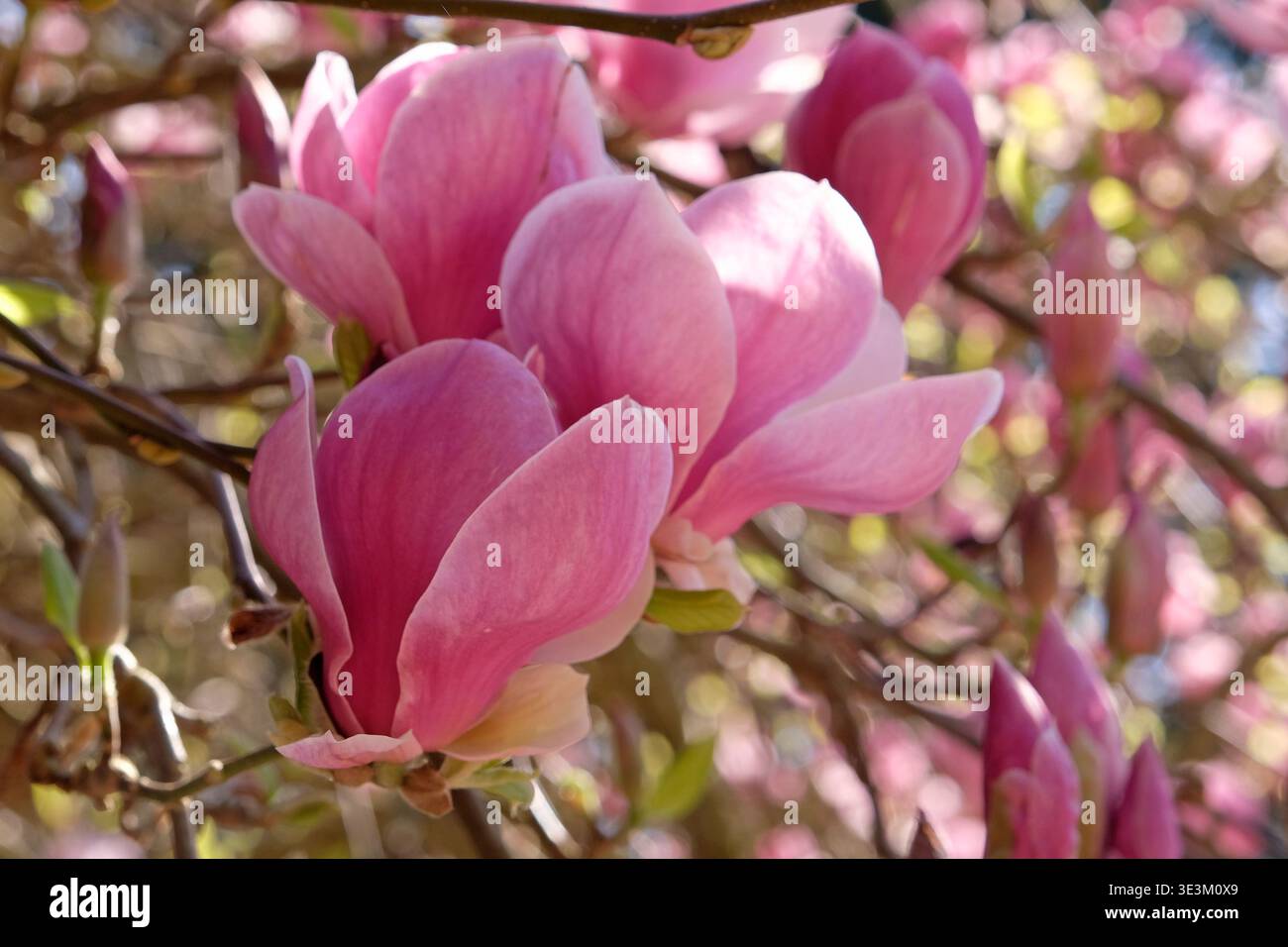 Piattino rosa pallido magnolia campbellii «Blumhard», serie soulangeana «Picture», in fiore. Foto Stock