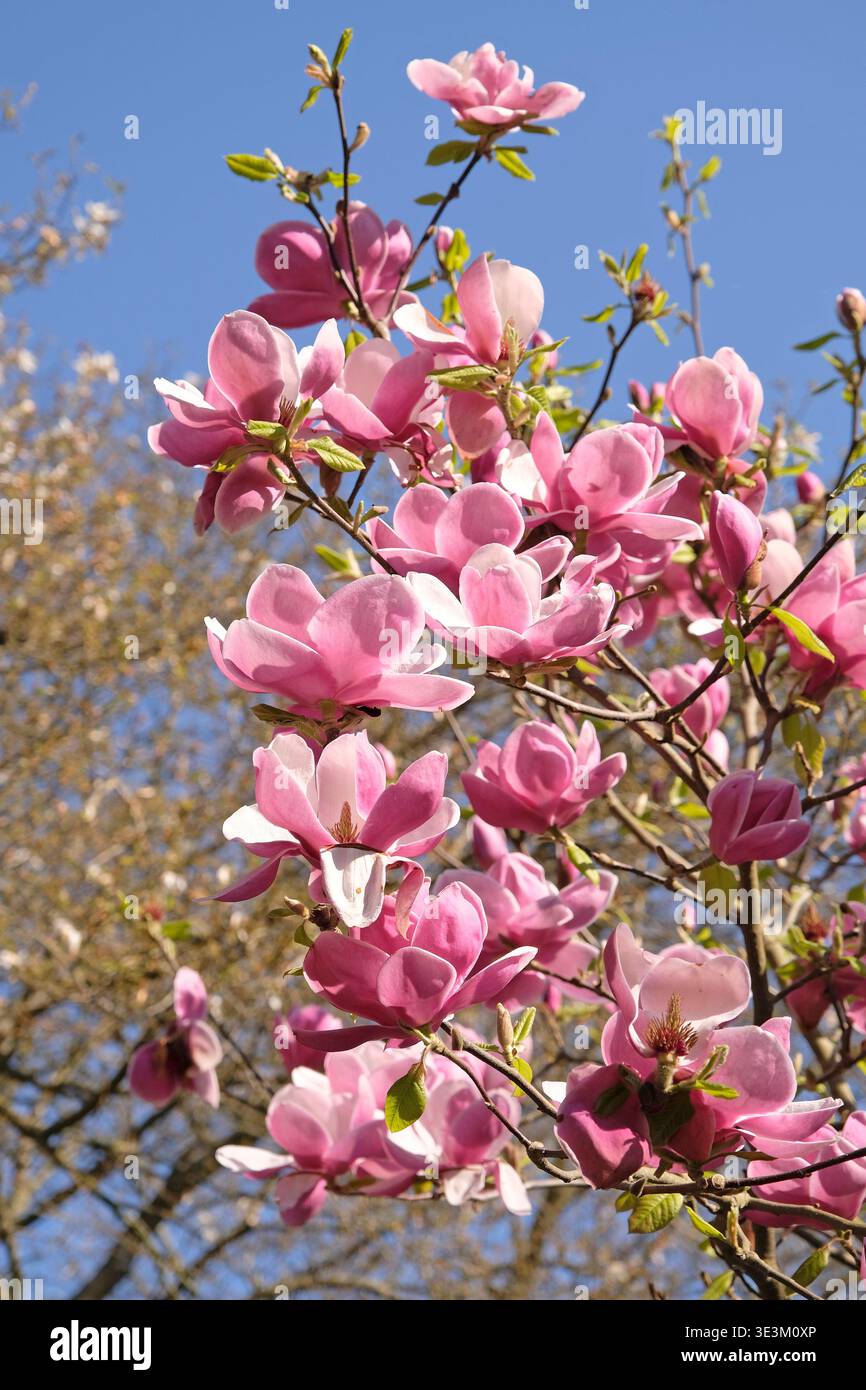 Piattino rosa pallido magnolia campbellii «Blumhard», serie soulangeana «Picture», in fiore. Foto Stock