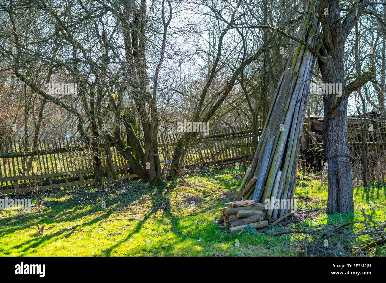 Tavole di legno impilate appoggiate su alberi nel vecchio giardino, scena rurale rustica, concetto di autosufficienza, lavoro manuale e tradizionale stile di campagna Foto Stock