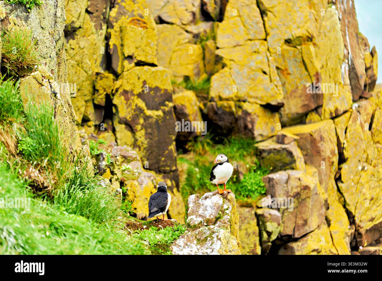Una puffin è in piedi su una roccia mentre un altro uccello è nelle vicinanze sulle scogliere di Borgarfjordur Eystri, Islanda. Vegetazione luminosa circonda l'area. Foto Stock
