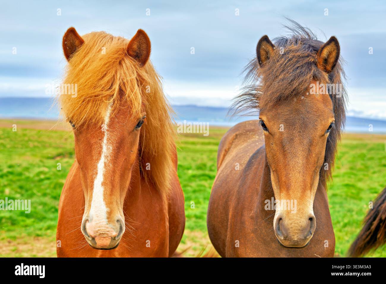 Due cavalli selvaggi stanno vicini nei fiordi occidentali dell'Islanda. Pascolano su erba verde con colline rocciose sullo sfondo. Foto Stock