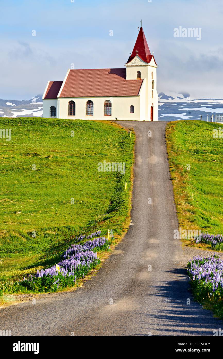 La gente ama camminare lungo la strada che conduce alla chiesa di Ingjaldsoll in Islanda. Il paesaggio presenta campi verdi e fiori colorati. Foto Stock
