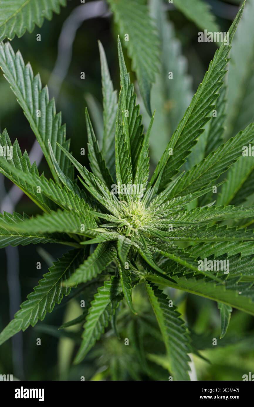La vista delle foglie di cannabis verde vibranti si dirige verso la luce, i loro bordi seghettati un netto contrasto con lo sfondo morbido, Garberville, CA Foto Stock