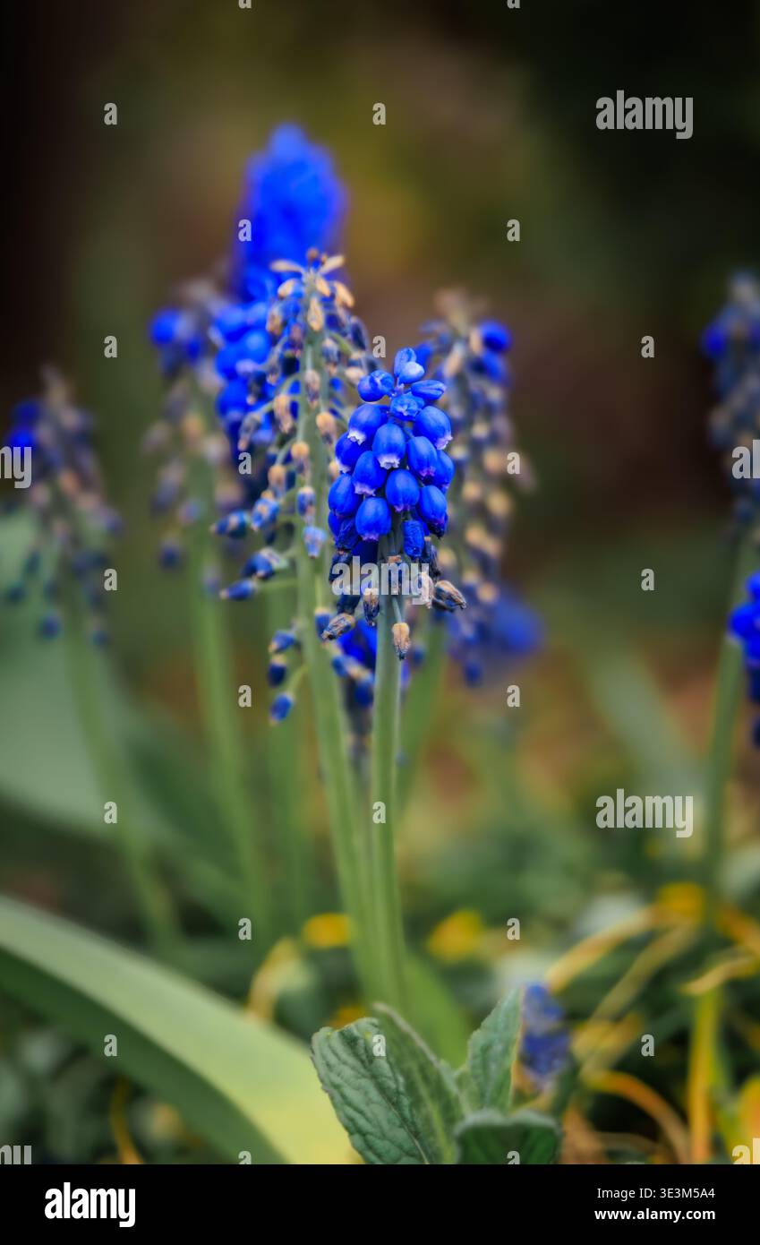Piccoli fiori di Giacinto d'uva blu su sottili steli verdi con un morbido sfondo sfocato fioriscono in un prato primaverile intorno a Zurigo, Svizzera Foto Stock