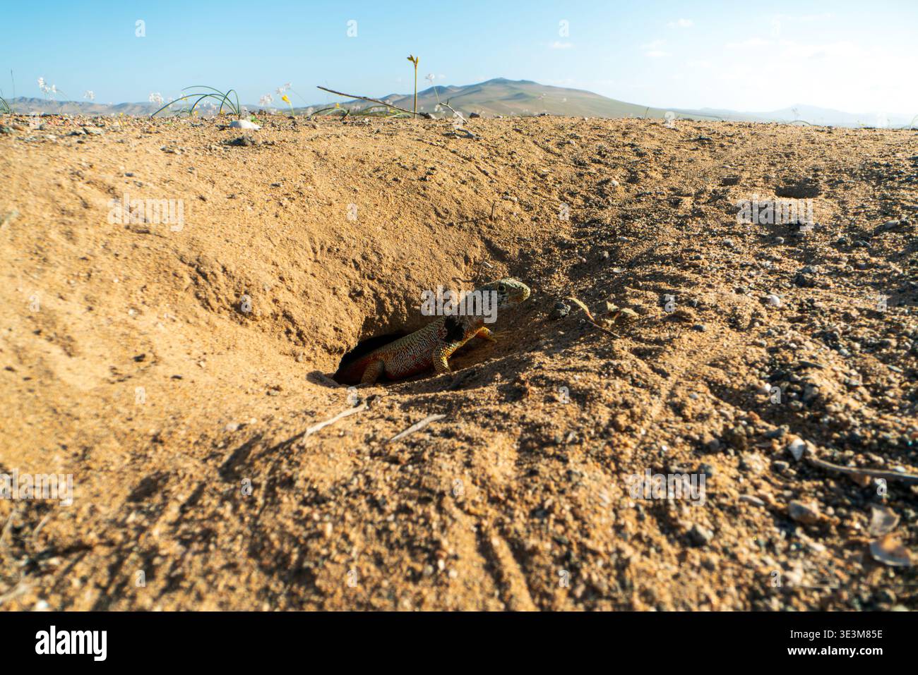 Una foto dall'angolo basso della lucertola di Liolaemus atacamensis che sbuca la testa dalla sua tana sabbiosa durante il deserto fiorito di Atacama, Cile. Foto Stock