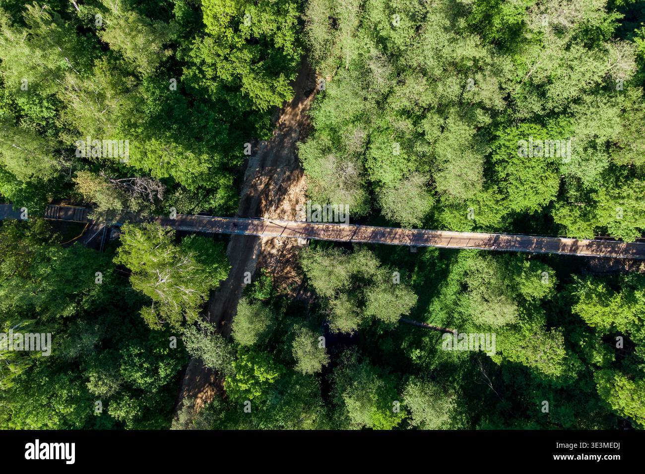 Vista dai droni: Un'affascinante passerella in legno si estende su un burrone fangoso, abbracciato da un abbondante e vibrante bosco verde Foto Stock
