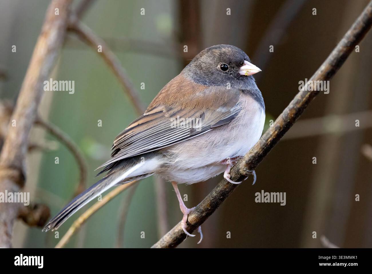 Junco dagli occhi scuri (Junco hyemalis) [oreganus] - Beacon Hill Park - Victoria, Vancouver Island, British Columbia, Canada Foto Stock
