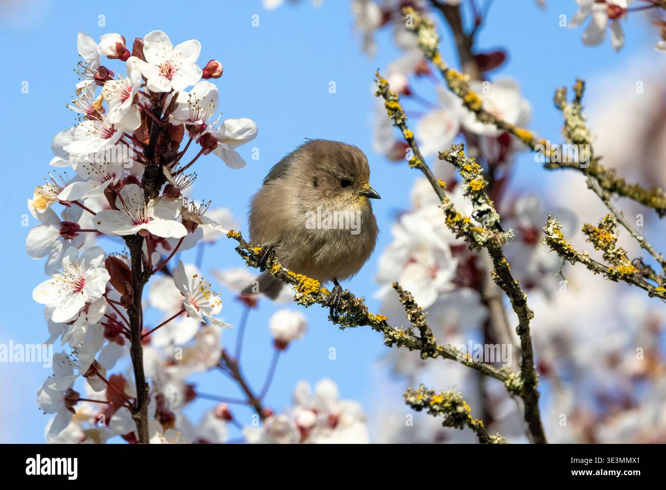 Bushtit americano (Psaltriparus minimus) - Beacon Hill Park a Victoria, Isola di Vancouver, Columbia Britannica, Canada Foto Stock