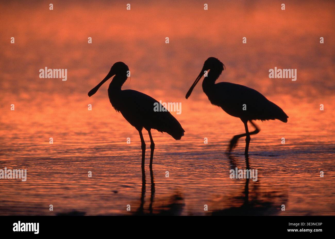 SILOUETTO DI ALCECORNA REALE (PLATALEA REGIA) AL TRAMONTO IN ACQUA CALMA DELLA PALUDI, ISOLA DI SOUTH STRADBROKE, QUEENSLAND, AUSTRALIA. Foto Stock