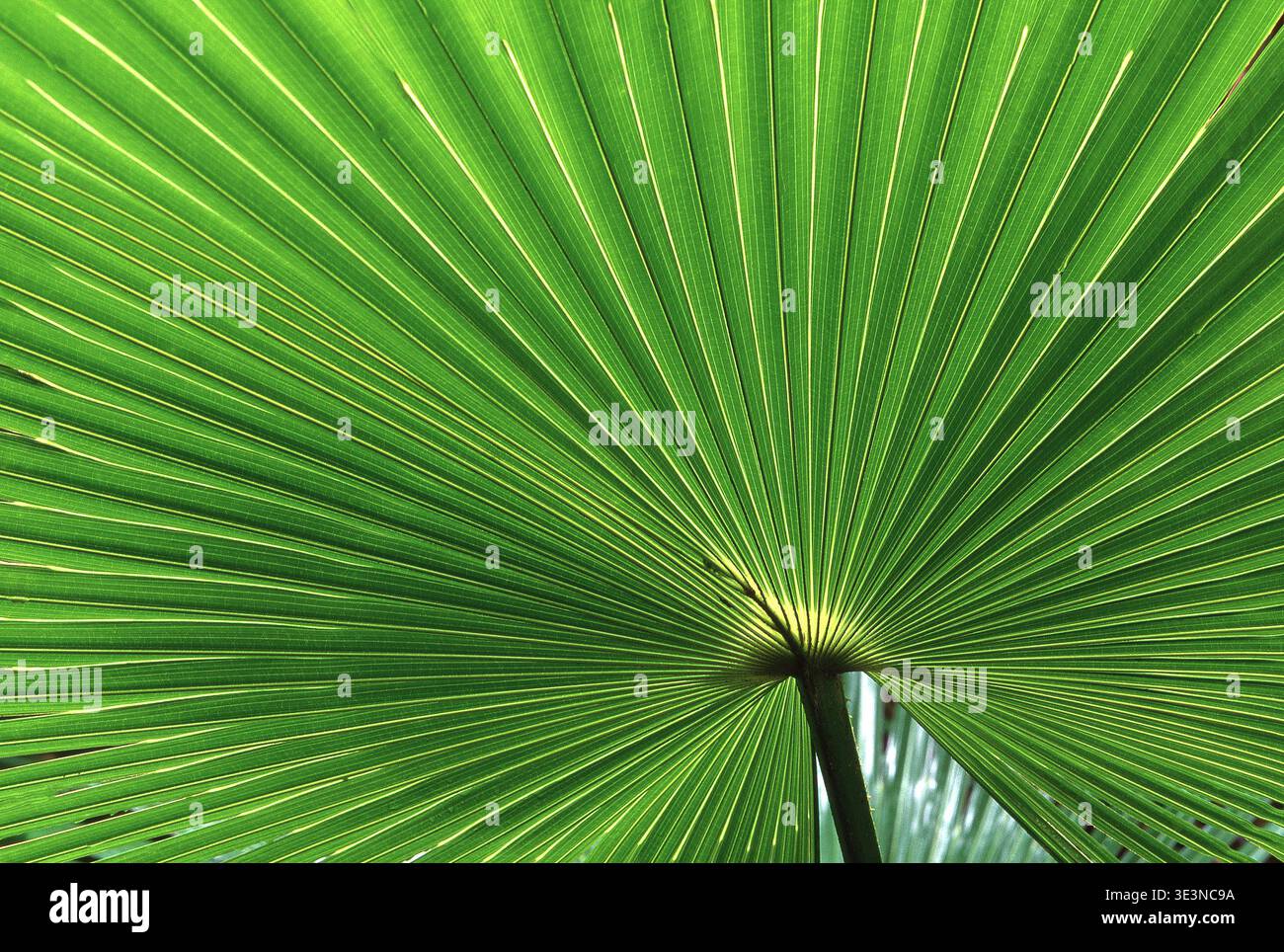 IMMAGINE RAVVICINATA DELLE DETTAGLIATE E VIBRANTI PATTERN E TESTURA DI UNA FOGLIA DI PALMA VERDE O DI UN FOGLIO A VENTAGLIO. AUSTRALIA. Foto Stock