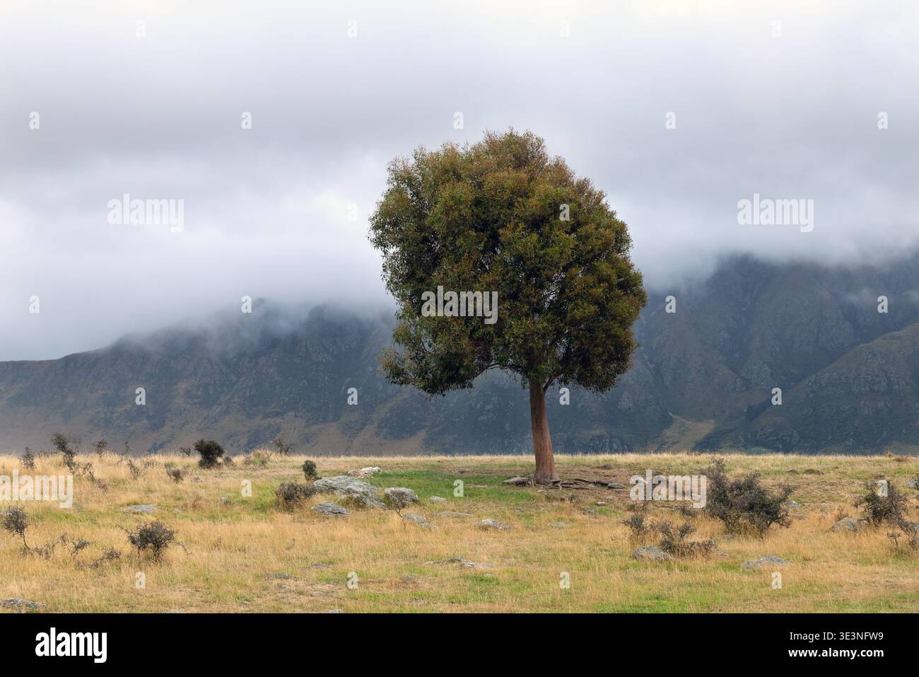 Albero solitario in praterie con montagne nebbiose, Isola del Sud, nuova Zelanda. Foto Stock